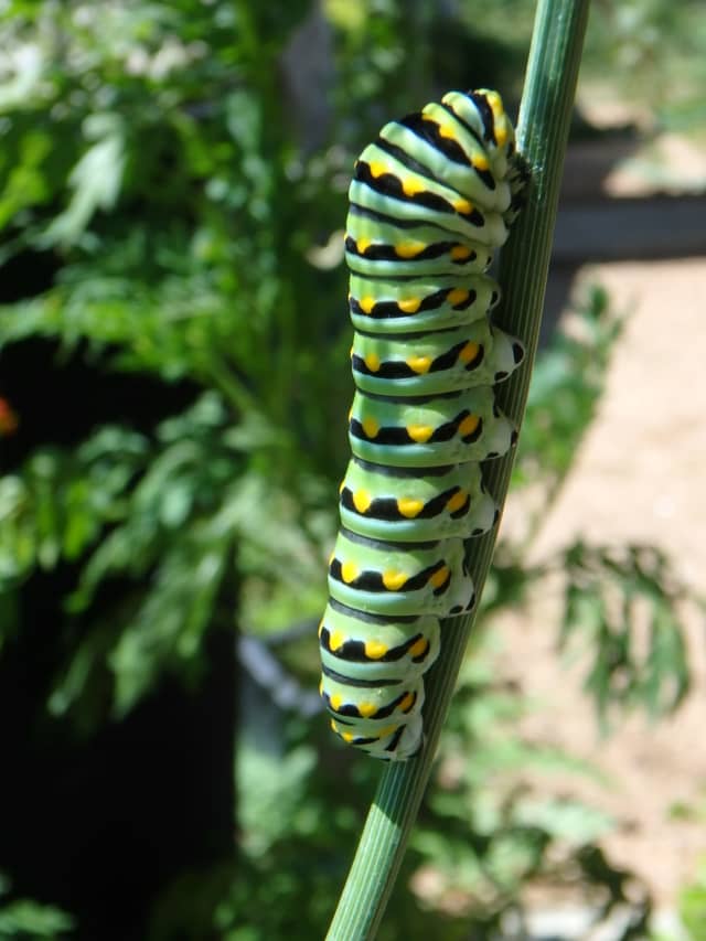 Caterpillar 01, a insect photograph by Bob McNeil