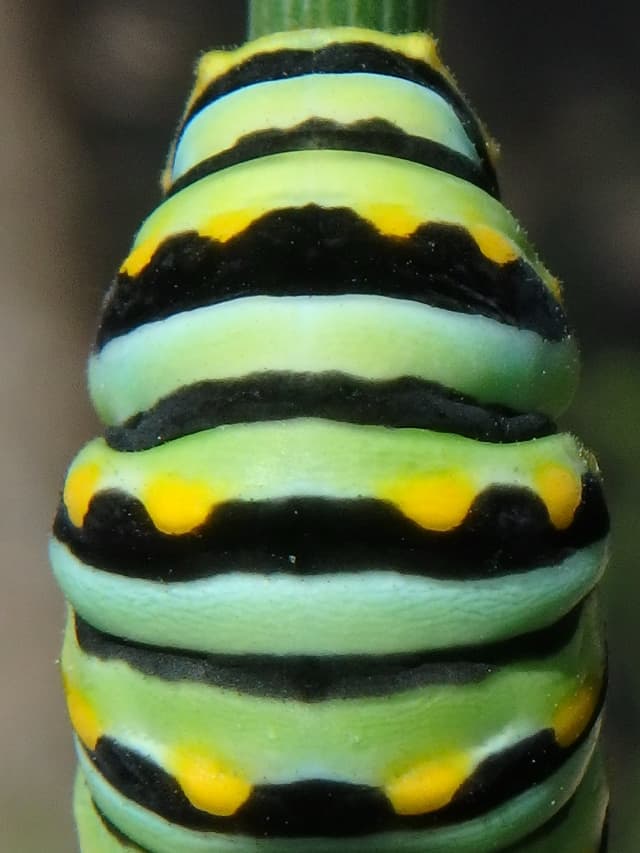 Caterpillar 02, a insect photograph by Bob McNeil