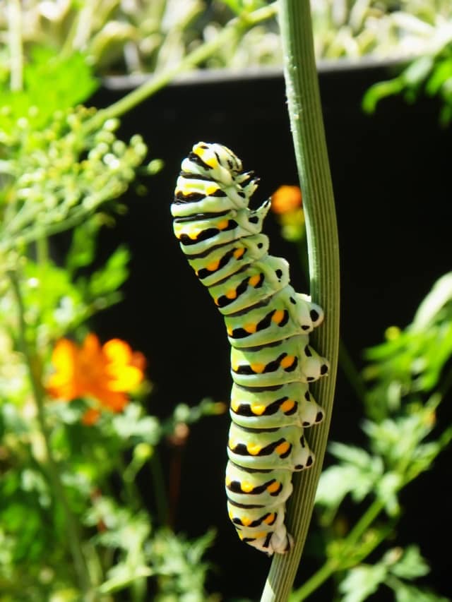 Caterpillar 03, a insect photograph by Bob McNeil