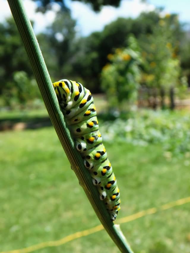 Caterpillar 04, a insect photograph by Bob McNeil