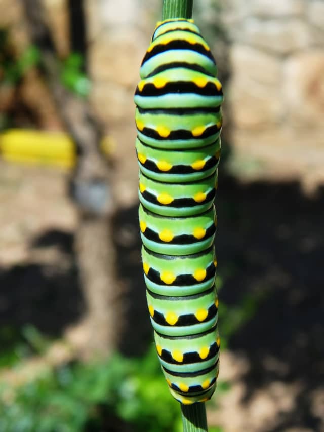 Caterpillar 05, a insect photograph by Bob McNeil
