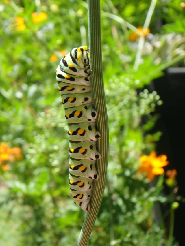 Caterpillar 06, a insect photograph by Bob McNeil