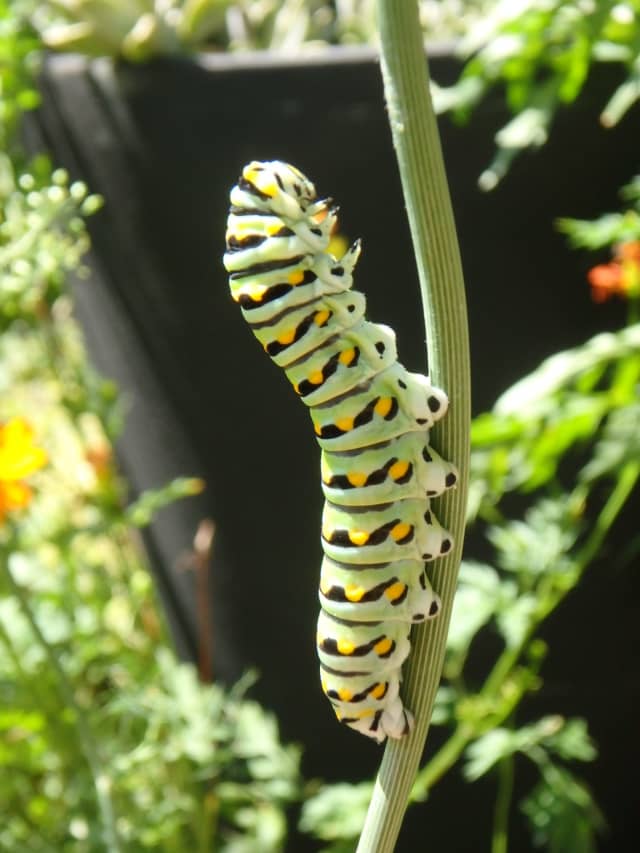 Caterpillar 08, a insect photograph by Bob McNeil