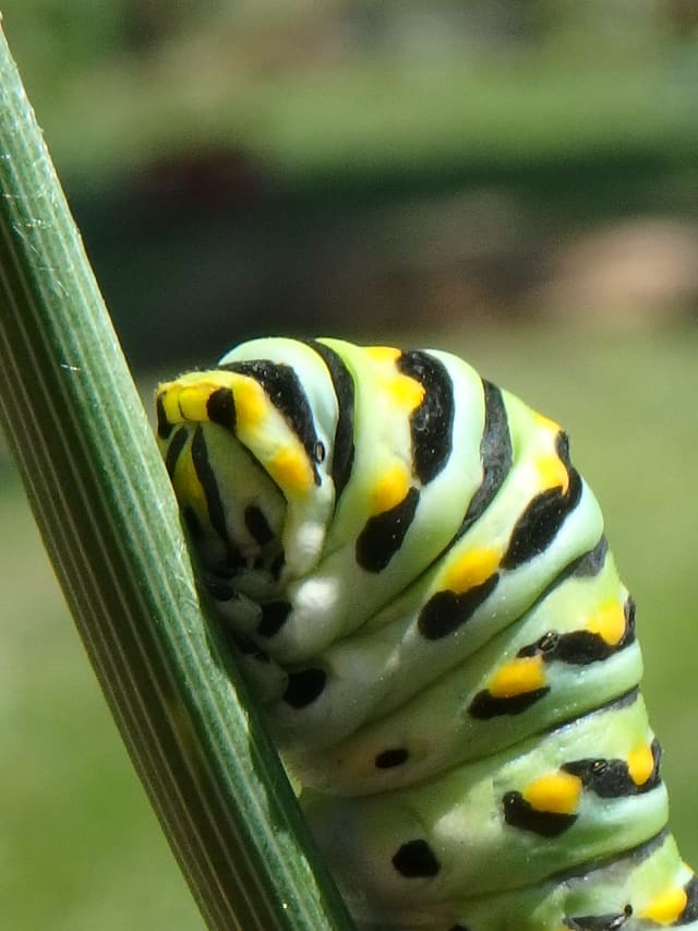 Caterpillar 10, a insect photograph by Bob McNeil