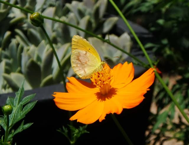Clouded Yellow Butterfly, a insect photograph by Bob McNeil