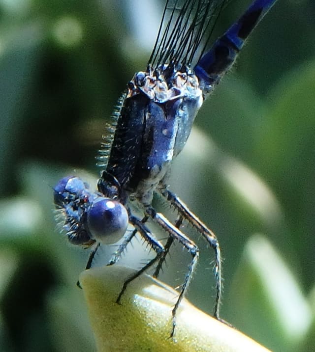 Damselfly 01, a insect photograph by Bob McNeil