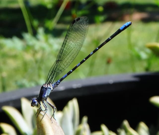 Damselfly 02, a insect photograph by Bob McNeil