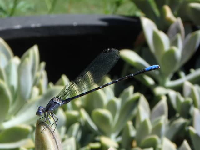 Damselfly 03, a insect photograph by Bob McNeil