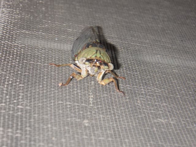 Insect 04, a insect photograph by Bob McNeil