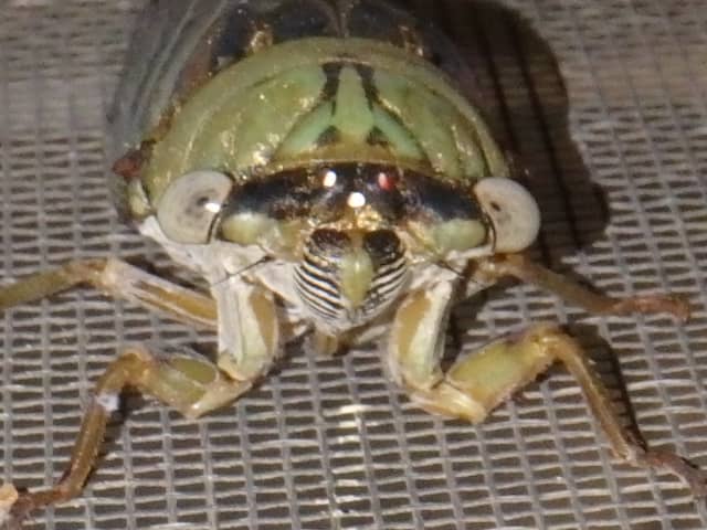 Insect 05, a insect photograph by Bob McNeil