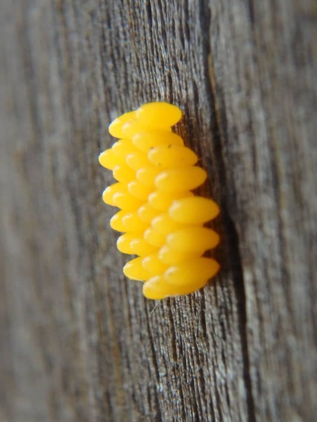 Insects 02, a insect photograph by Bob McNeil