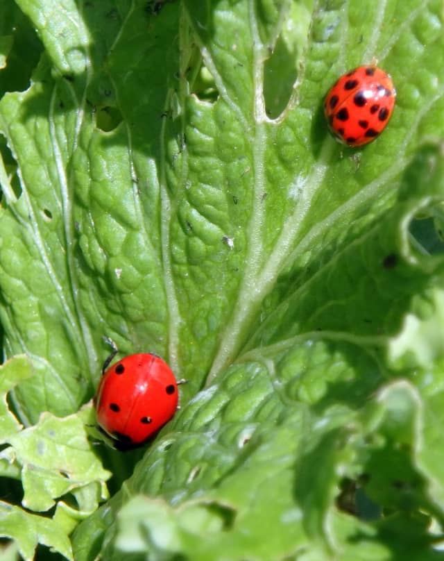 Ladybug Larvae, a insect photograph by Bob McNeil