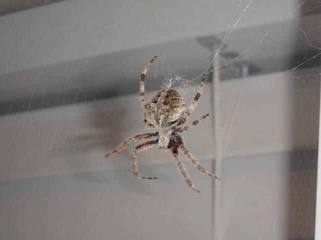 Orb-Weaver Spider, a insect photograph by Bob McNeil