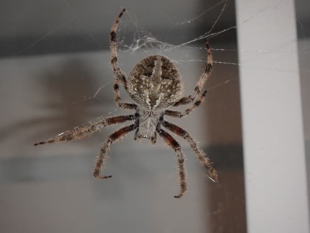 Spider, a insect photograph by Bob McNeil