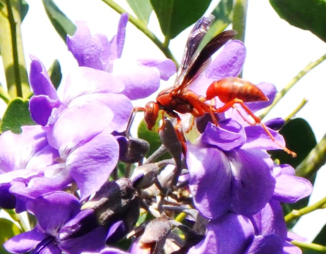 Wasp, a insect photograph by Bob McNeil