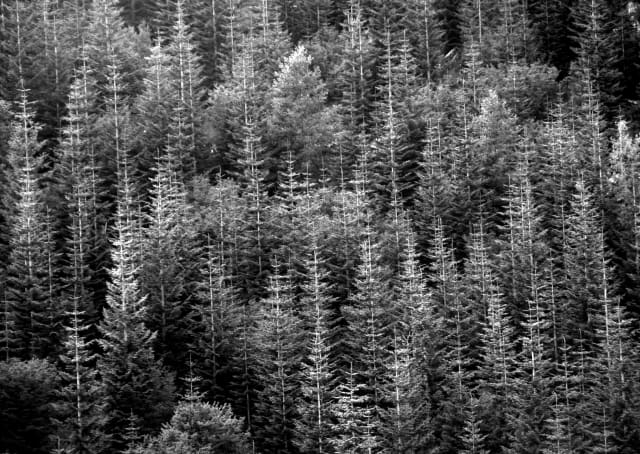 Oregon Forest 02, a landscape photograph by Bob McNeil