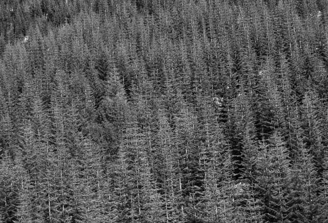 Oregon Forest, a landscape photograph by Bob McNeil