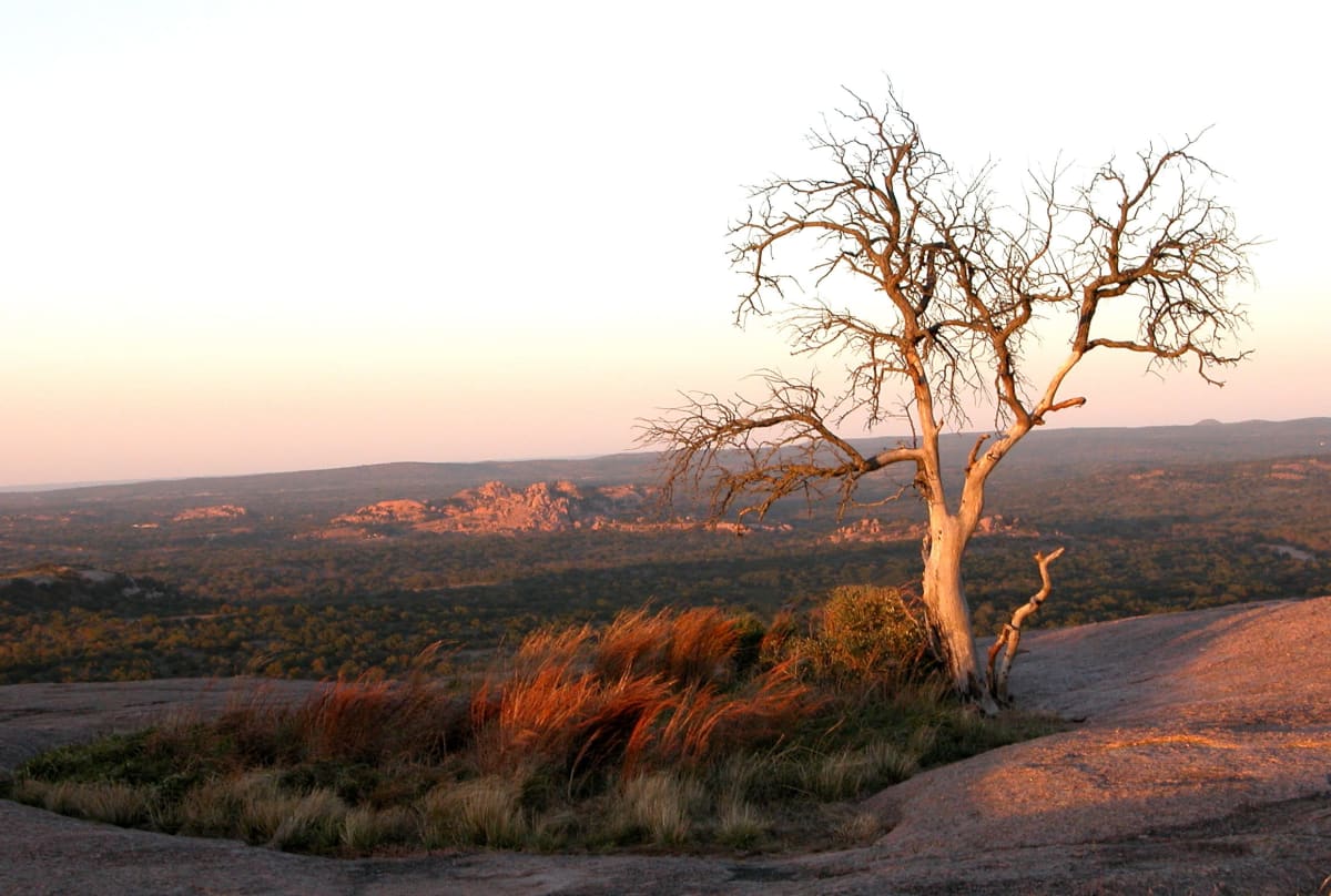A bare tree on the granite dome of Enchanted Rock at golden hour, hill country stretching to the horizon